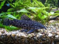 /album/akvaristika-pre-ziakov/imgres-jpg/