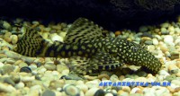 /album/akvaristika-pre-ziakov/prisavnik-jpg/