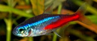 /album/akvaristika-pre-ziakov/a1-neon-2-jpg/