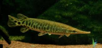 /album/akvaristika-pre-ziakov/stuka-png/