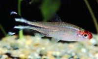 /album/akvaristika-pre-ziakov/fffffffffff-jpg/