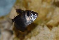 /album/akvaristika-pre-ziakov/thca9fcell-jpg/