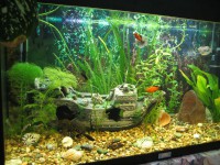 /album/akvaristika-pre-ziakov/akvarium-jpg/