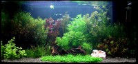 /album/akvaristika-pre-ziakov/akvarium04-jpg/