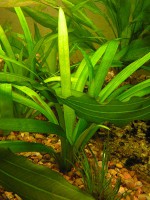 /album/akvaristika-pre-ziakov/sagittaria-platyphilla-jpg1/