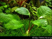 /album/akvaristika-pre-ziakov/phoca-thumb-l-anubias-barteri-coffeefolia-jpg1/