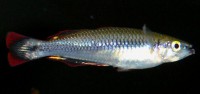 /album/akvaristika-pre-ziakov/a1253819605-jpg/