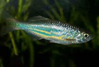 /album/akvaristika-pre-ziakov/thcalzhcf6-jpg/