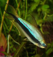 /album/akvaristika-pre-ziakov/t-jpg/