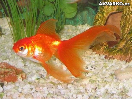 Závojnatka Čínska