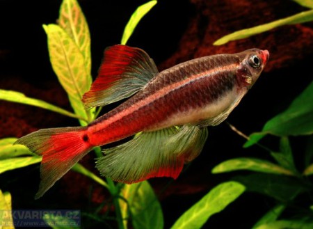 Kardinálka Čínska