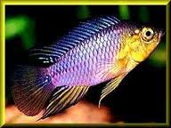 Cichlidka Malá