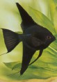 /album/fotogaleria/a1780pterophyllum-scalare-schwarz-jpg/