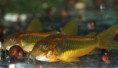 /album/fotogaleria/c-aeneus-gold-stripe-chalupek3-jpg1/